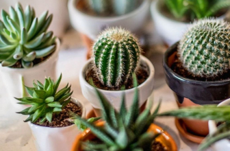 Cómo cuidar de cactus y crasas