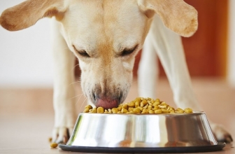 Cuál es el mejor pienso para perros