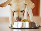 Cuál es el mejor pienso para perros