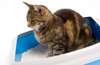 Cuál es la mejor arena para gatos