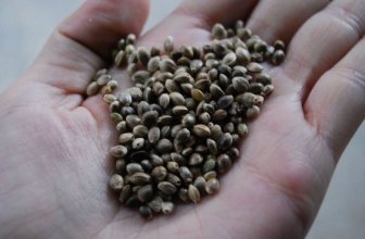 Cuáles son las mejores semillas de marihuana