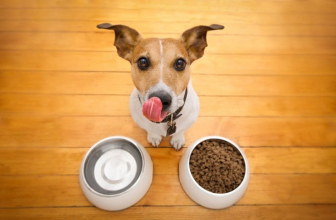 Dieta BARF: pros y contras de esta dieta para perros