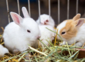 Las mejores marcas de henos para conejos