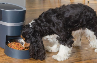 Los 5 mejores comederos automáticos para perros