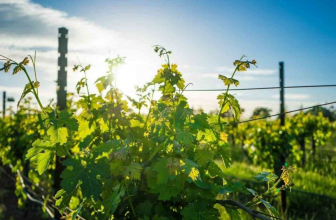 Los 6 mejores viñedos de España para hacer catas de vino
