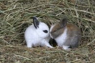 Los 8 mejores henos para conejos