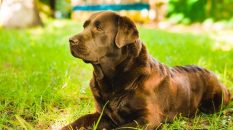 Qué es el adiestramiento en positivo y qué ventajas tiene